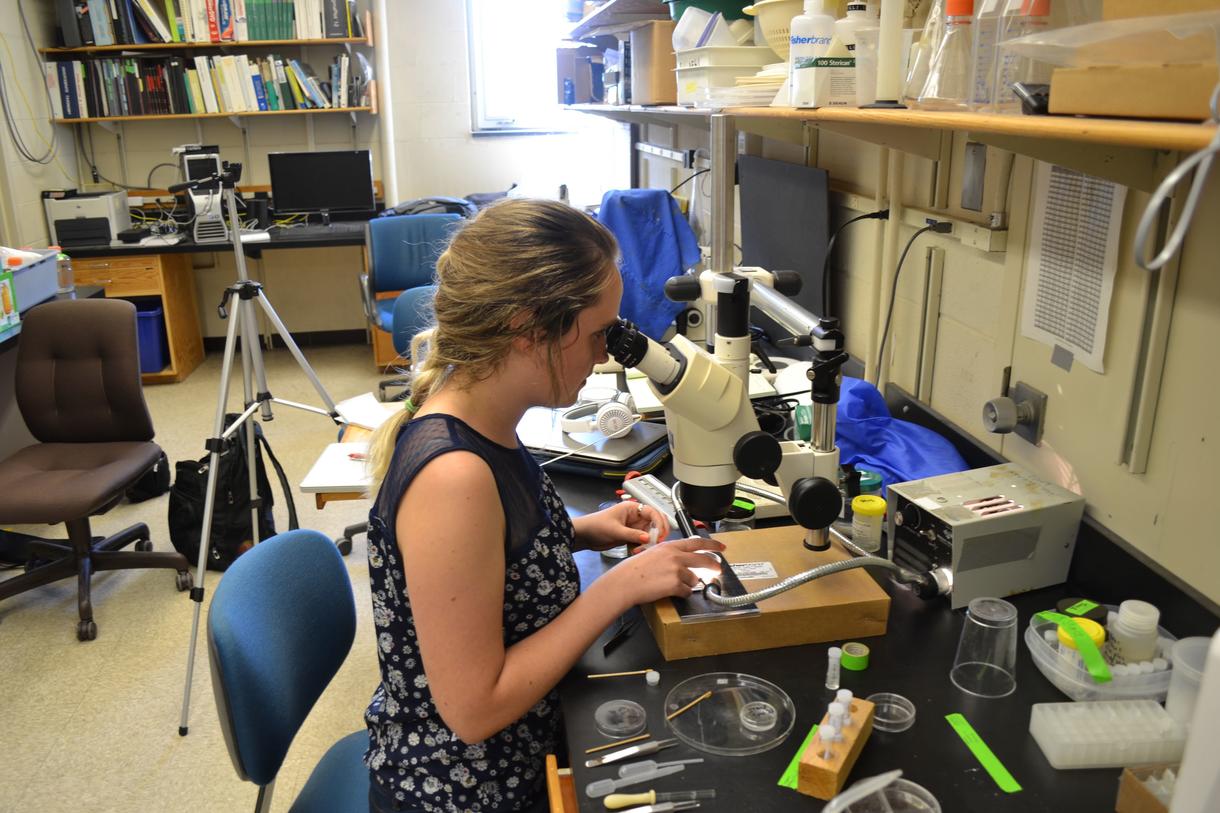 A researcher examining samples under a microscope taking from hydrothermal vents in Lauren Mullineaux's lab at Woods Hole. (Credit: Mike Casey) 