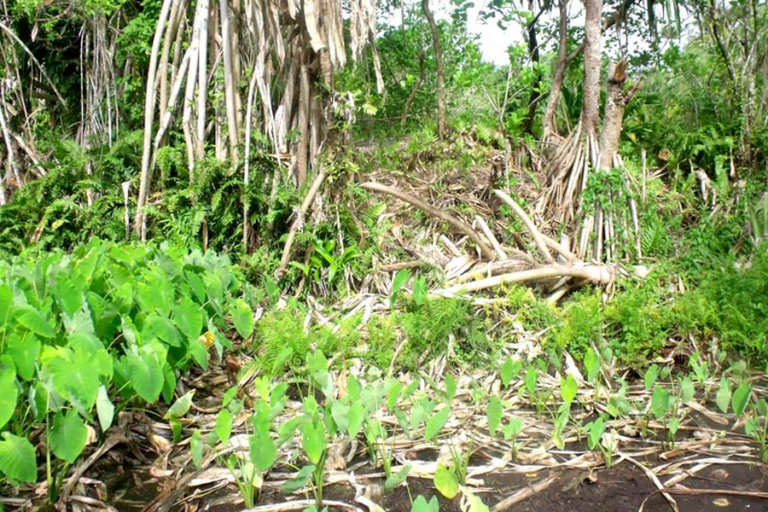 A Farm of wild taro is under threat of salt intrusion in Lord Howe Atoll
