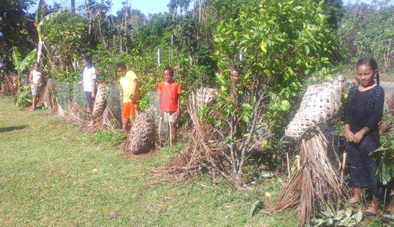 Students showing their newly planted sandalwood trees. Photo: TCDT/Nuku’alofa Times
