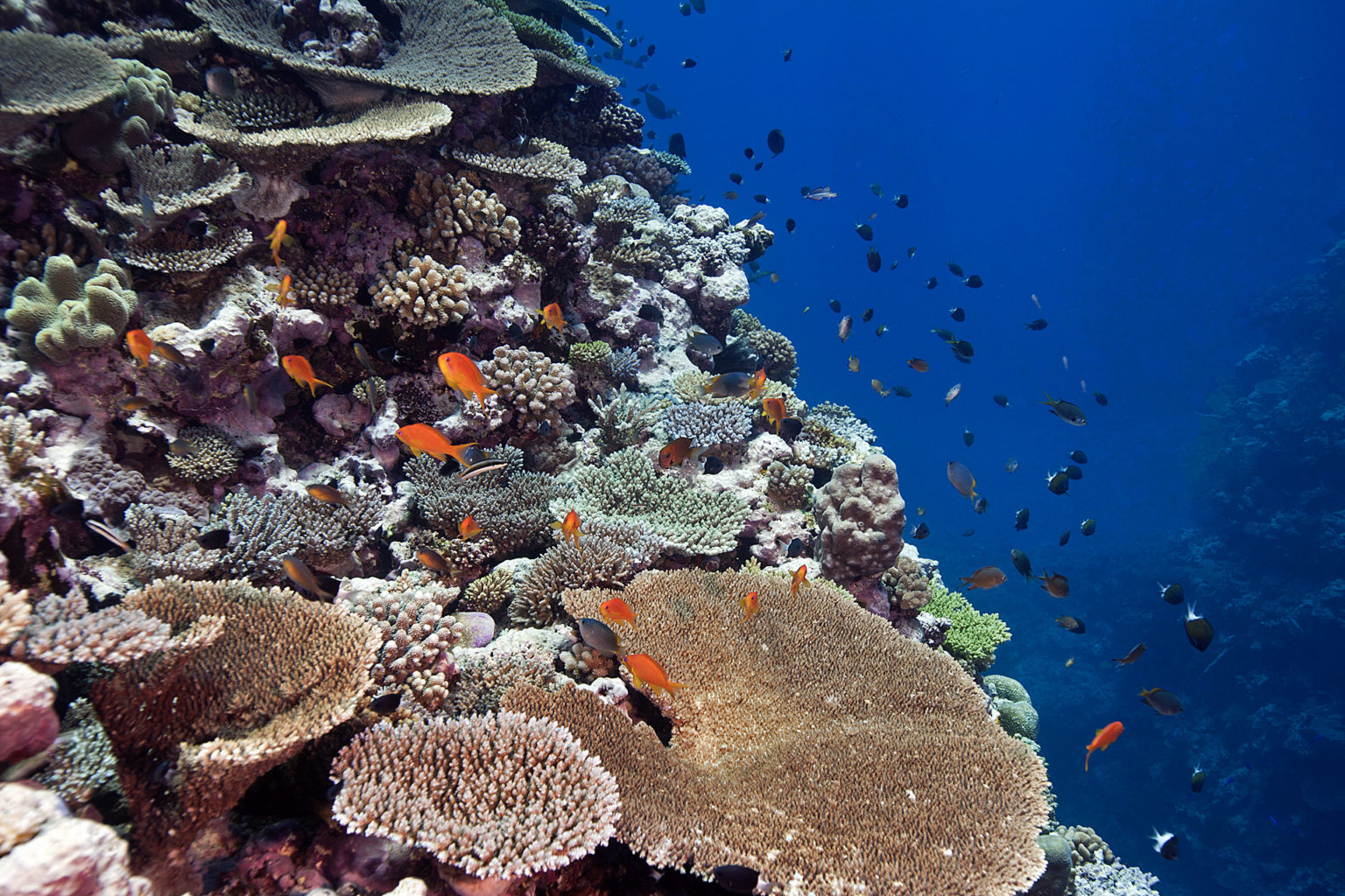 Report on New Caledonia’s coral reefs offers a glimmer of hope for the ...