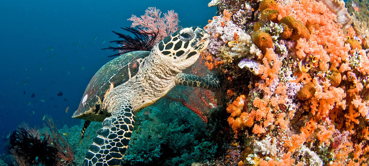 world-could-lose-coral-reefs-by-end-of-century-un-environment-report-warns