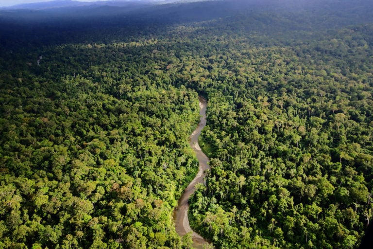 A million hectares of Papuan forest licensed for clearing, report shows