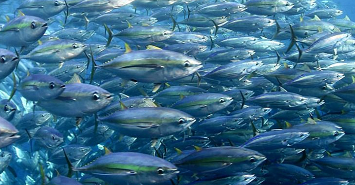samoa-uncertain-on-fishing-subsidies-despite-environment-warning