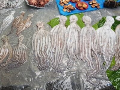 Women at the Forefront of Octopus Fishery