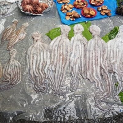 Women at the Forefront of Octopus Fishery