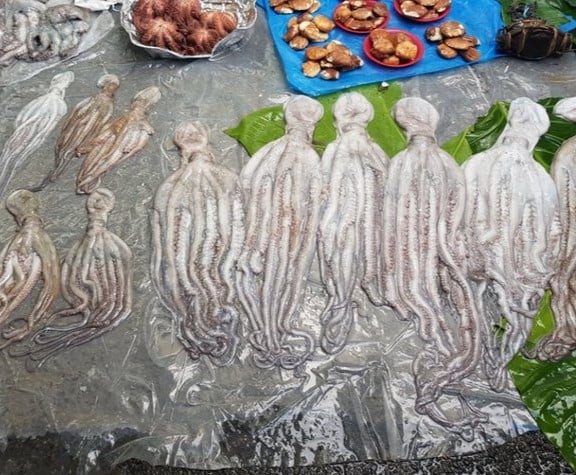 Women at the Forefront of Octopus Fishery