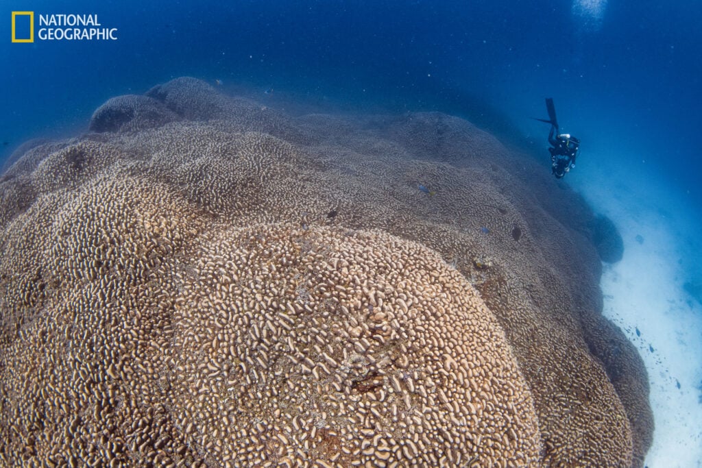 Solomon Islands coral discovery “reinforces” urgent need for global action on ocean protection amidst COP29