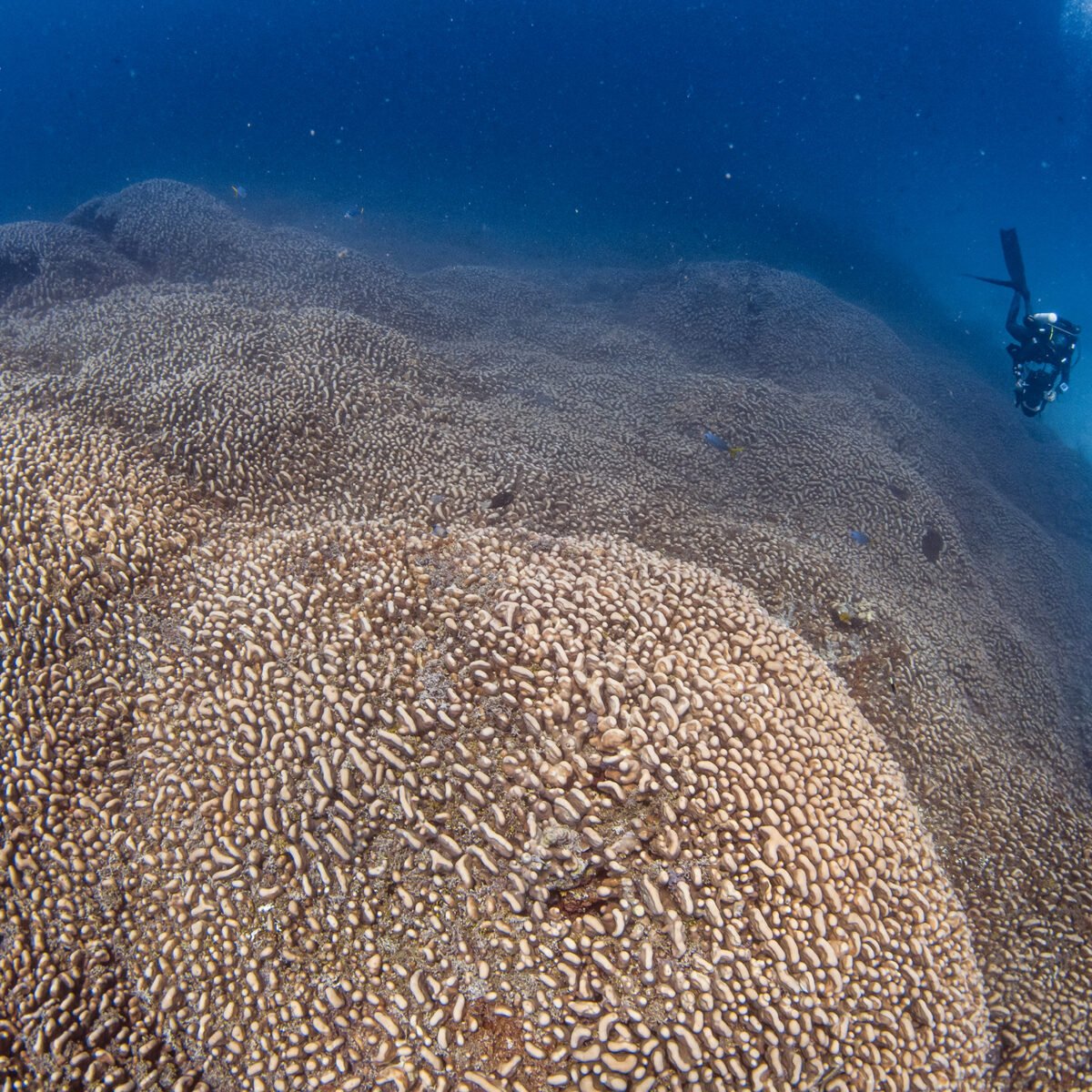 Solomon Islands coral discovery “reinforces” urgent need for global action on ocean protection amidst COP29