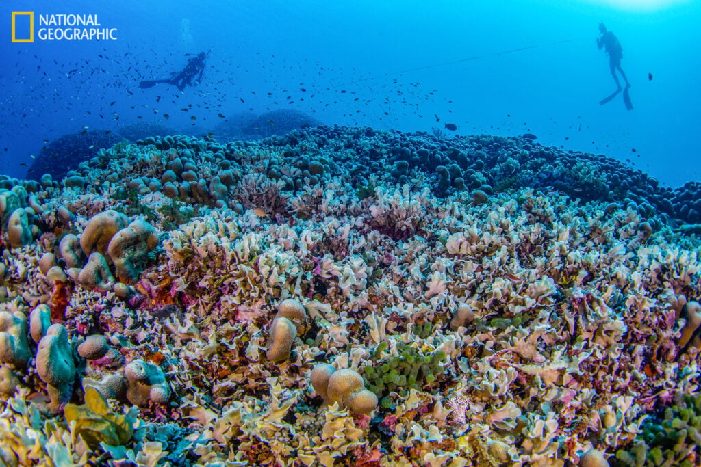 New Discovery: Largest coral in the world found in the Solomon Islands