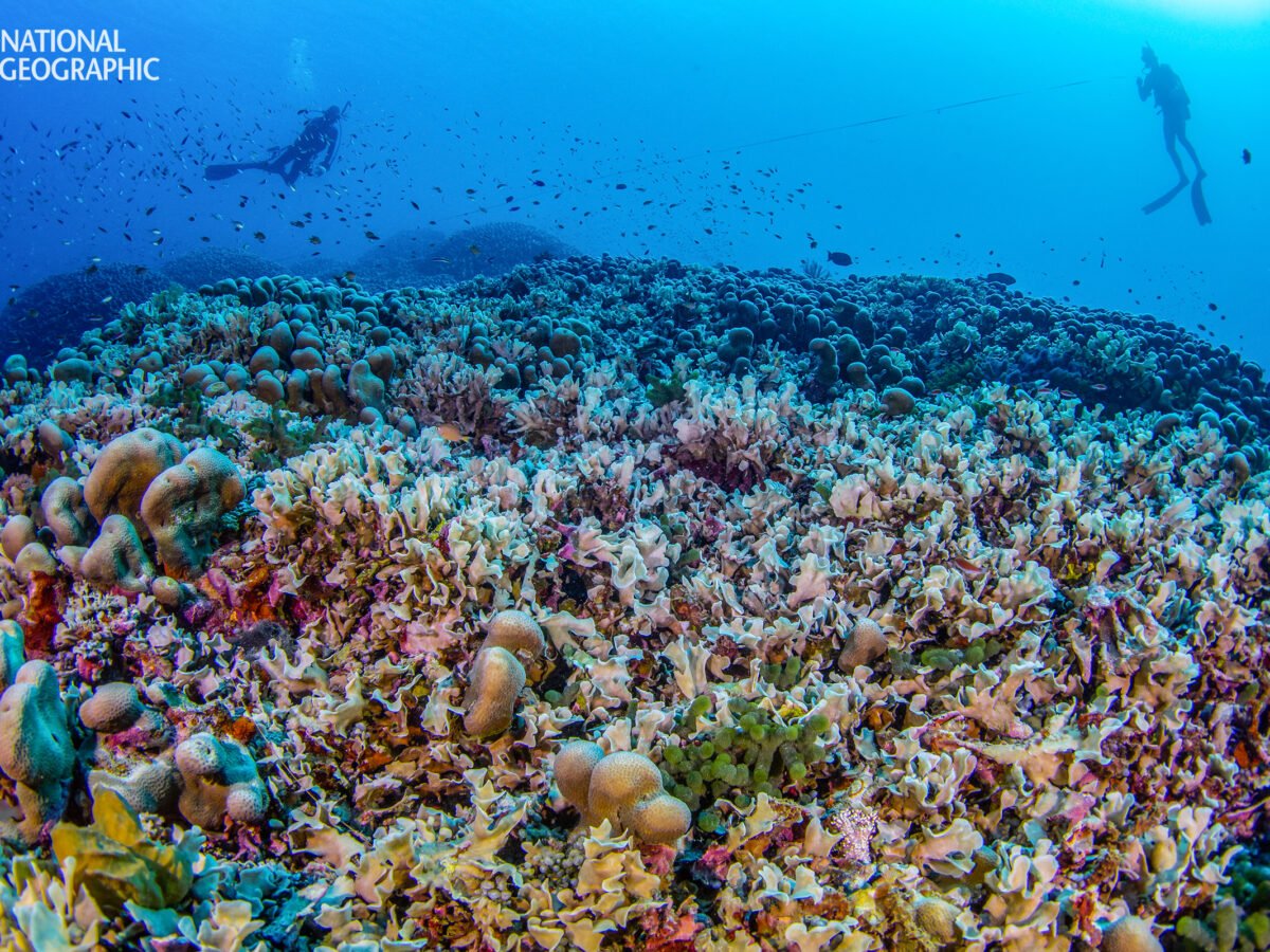 New Discovery: Largest coral in the world found in the Solomon Islands