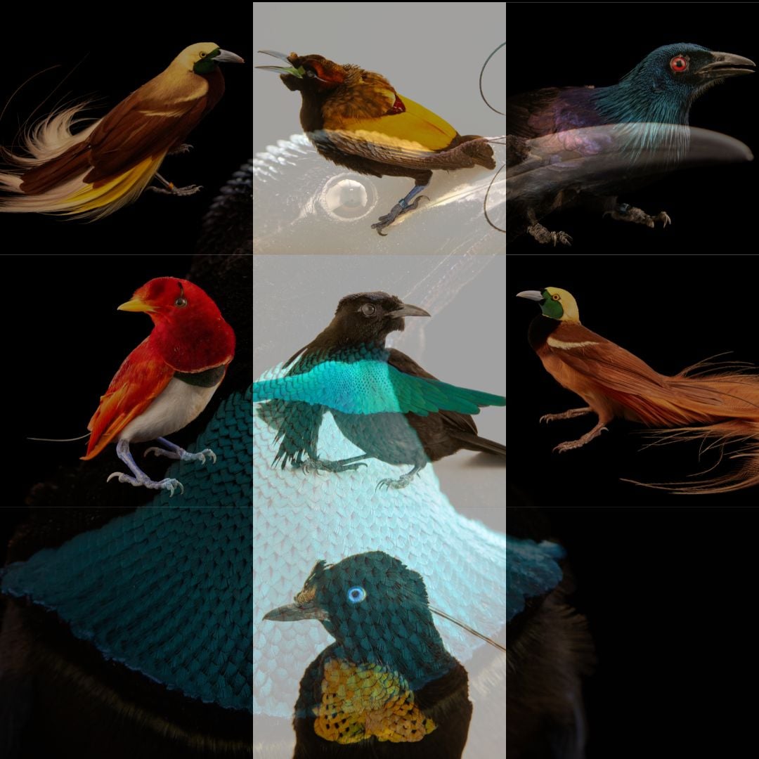 Brilliant Birds-of-Paradise join the National Geographic Photo Ark